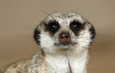 Meerkat